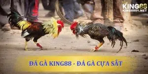 Đá gà cựa sắt - Địa chỉ xem đá gà uy tín, chất lượng nhất 2024